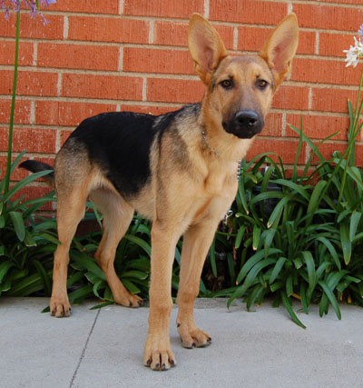 Amber von Brentwood  standing